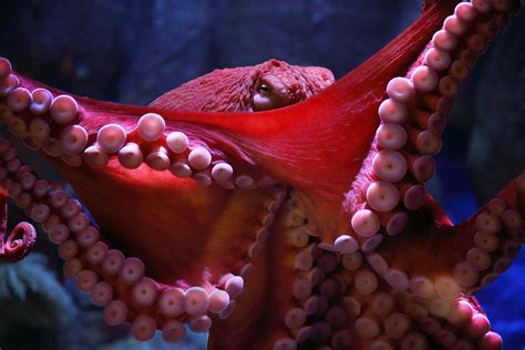 Giant Octopus Beak