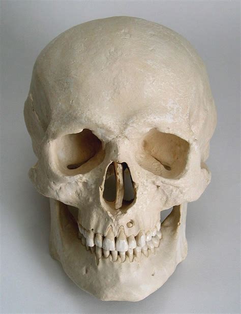 Male Human Skull Replica Skull Reference Skull Anatomy Skull