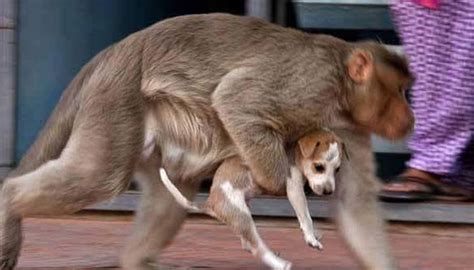 Touching Story Of Undying Affection Between Monkey And Puppy