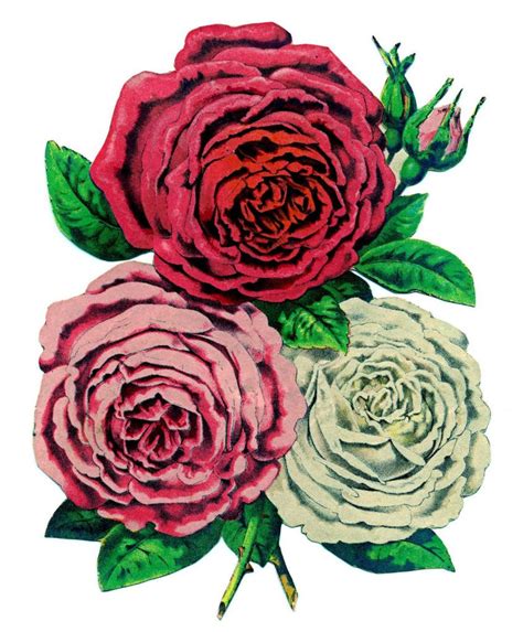 45 Pink Rose Images The Graphics Fairy Rose Images Flower Drawing