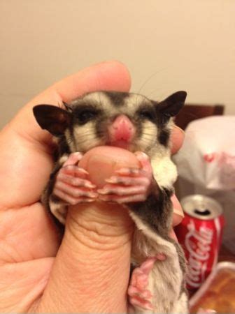 We do breed sugar gliders in a hand rear family way with much love and care as they deserve and we d. Sugar Glider for sale on craigslist | Sugar glider, Sugar ...