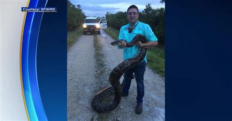 Florida Marks Milestone With 5000 Invasive Burmese Pythons Removed