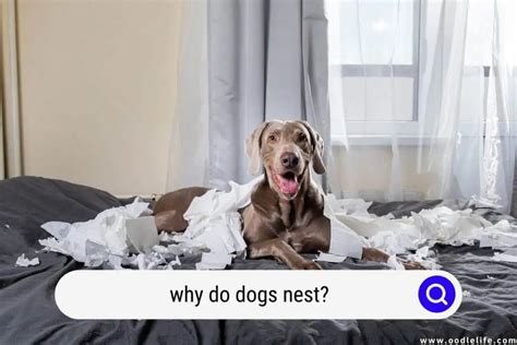 Why Do Dogs Nest Nesting Explained Oodle Life