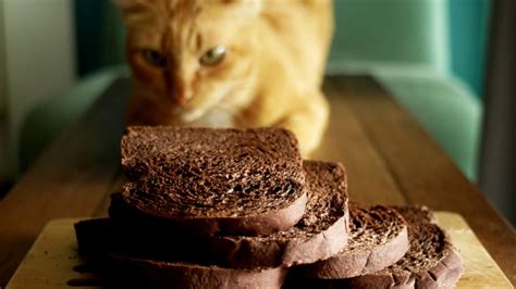 Can Cats Eat Banana Bread Or Is It Too Risky