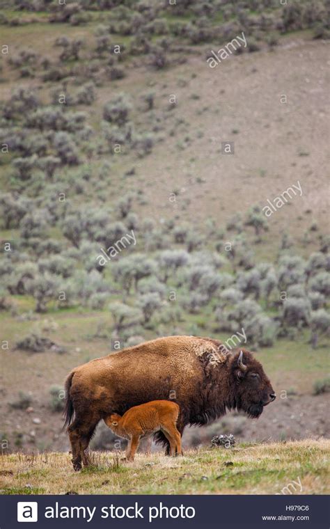 Bison Hunt Hi Res Stock Photography And Images Alamy