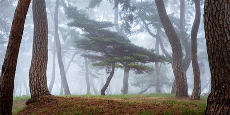 Forest In Gongju South Korea Photo Credit To Unathanielmerz 2048 X