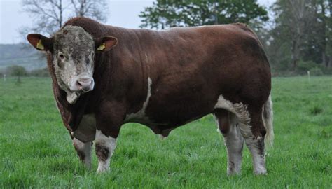 Simmental Cattle Breed Everything You Need To Know