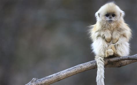 15 Golden Snub Nosed Monkey Hd Wallpapers Background Images