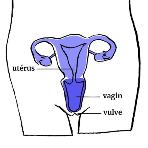 Schema Uterus Vagin Marion Dubois