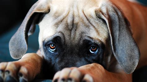 Cute Sad Puppy Dog Eyes Ar