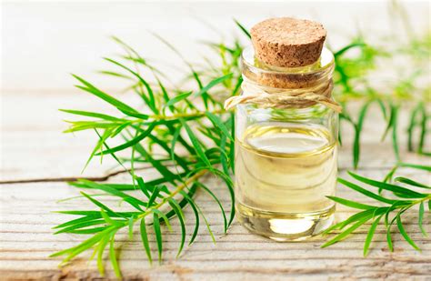 6 Benefits And Uses Of Tea Tree Oil Natto
