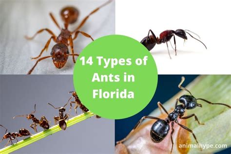 14 Types Of Ants In Florida With Pictures Animal Hype