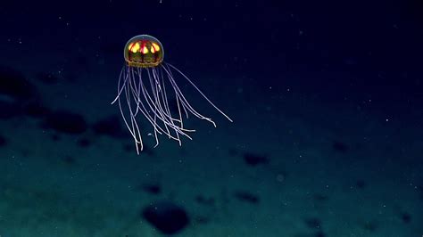 Bioluminescent Jellyfish Weird And Wonderful Sea Life Pictures