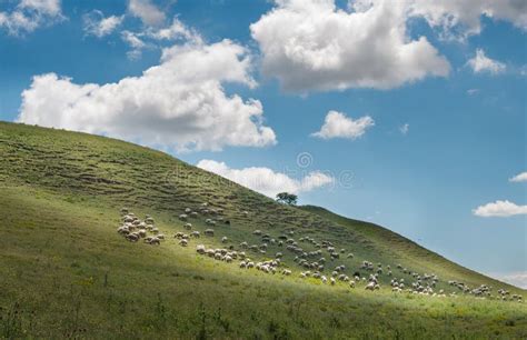 Sheep Grazing In The Fields Stock Image Image Of Animal Domestic