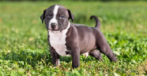 American Staffordshire Terrier Dog Breed Complete Guide Az Animals