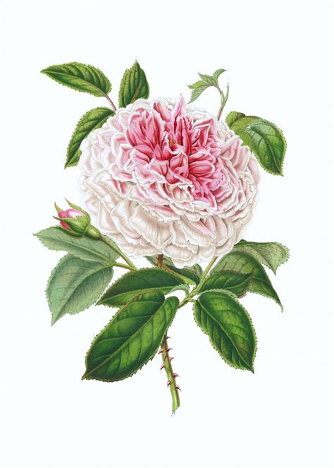 Vintage Illustration Flower Rose Free Stock Photo Public Domain Pictures