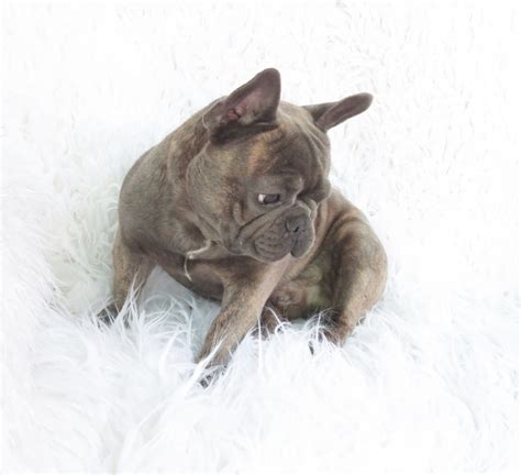 Raising healthy pups with stable temperaments and sound. Blue French Bulldog Puppies for Sale - Breeding Blue ...