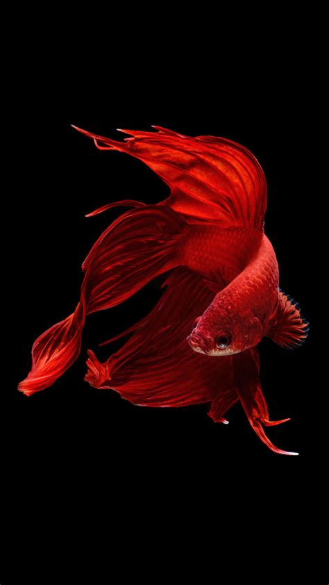We provide variety of betta fish wallpaper such as : HD Koi Fish Wallpaper (54+ images)
