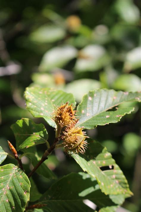 Foraging Beech Nuts