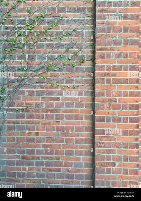 Climbing Plant On Brick Wall Stock Photo Alamy