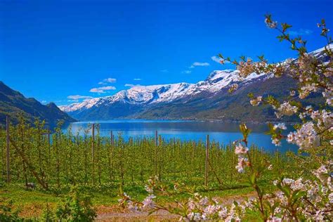 Noruega Y Su Naturaleza Holidaygurues