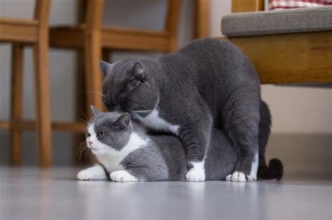 The male looks siamese and the female more persian. Why do cats make a lot of noise when they mate? | FavCats.com