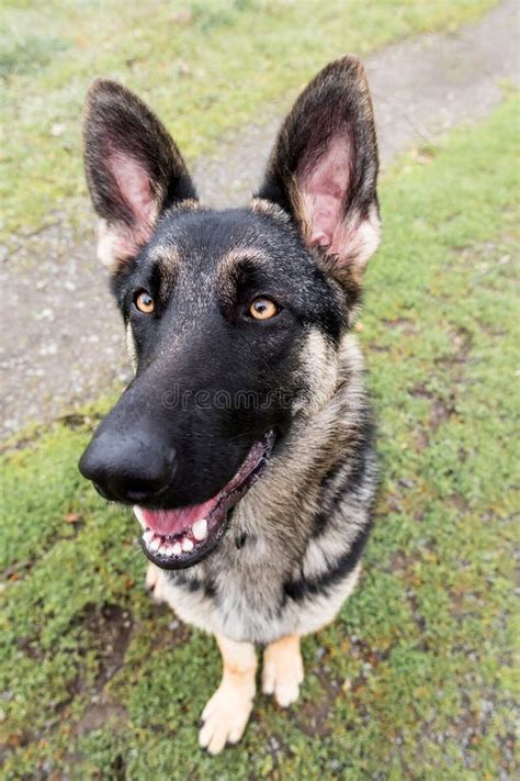 Top View Of German Shepherd Dog Face With Open Mouth Displaying Tongue