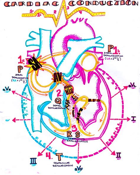An Updated Look At The Conduction System Of The Heart Nursing School