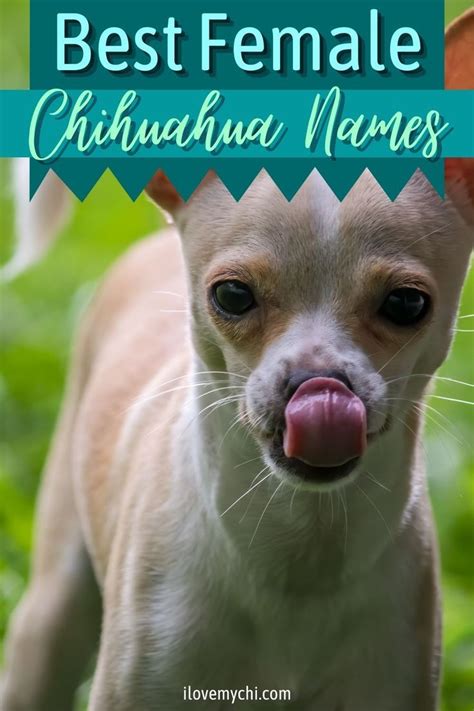 Best Female Chihuahua Names Artofit