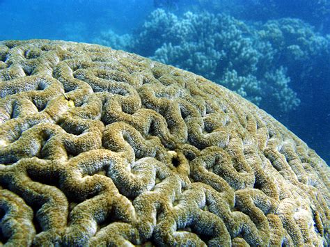 Brain Coral The Great Barrier Reef