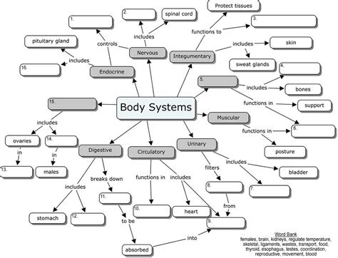 Answer:the correct answer is x.explanation:lysosomes are heterogeneous structures present in lysosomes are heterogeneous structures present in animal cells which are bound by single new questions in biology. body systems concept map | Body systems worksheets, Body ...