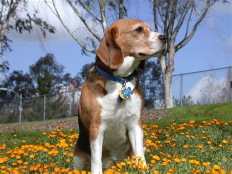 Beagle Karakter Verzorging And Opvoeding Hondencentrum