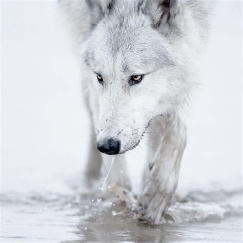 10 Most Popular White Wolf Wallpaper 1920x1080 Full Hd 1920×1080 For Pc Background 2021