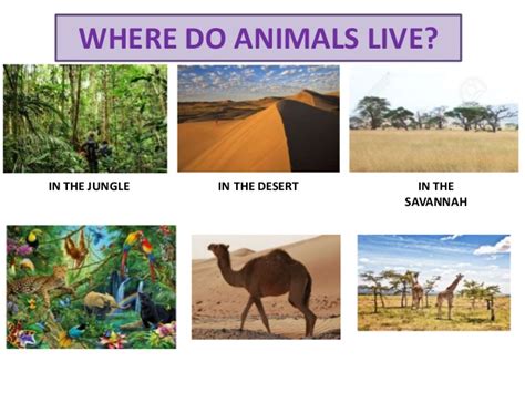 It Sounds Good Where Do Animals Live