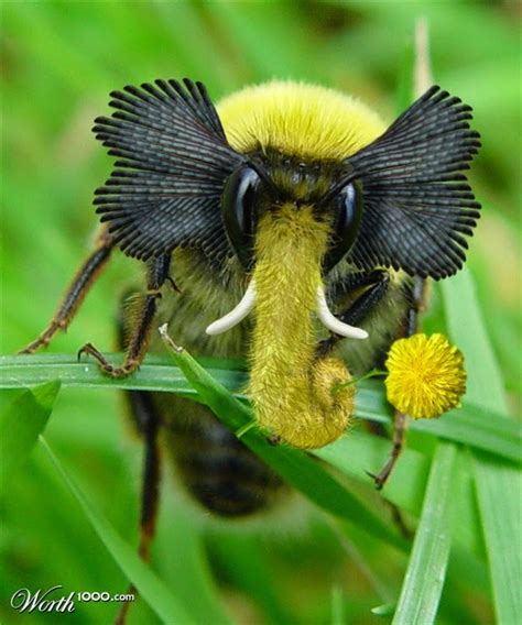 Bumblebees are my absolute favourite. The Insect World: Funny and Weird