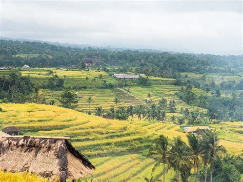 Jatiluwih Rice Terraces Bali Experience The Life Of Rice Almost