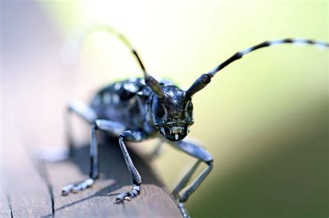 Does Bleach Kill Roaches Heres What We Found Out