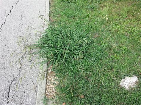 Video 7 Summer Lawn Weeds In Maryland And How To Kill Them