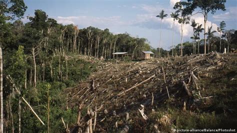 Amazon Rainforest Deforestation Anaconda Gallery