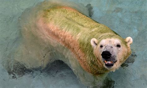 Inuka, premier ours polaire né sous les tropiques, pourrait être euthanasié