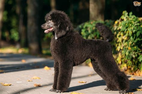 Poodle Dog Breed Information Buying Advice Photos And Facts Pets4homes