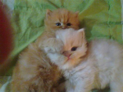 Pets Pakistan Persian Cat For Sale Punched