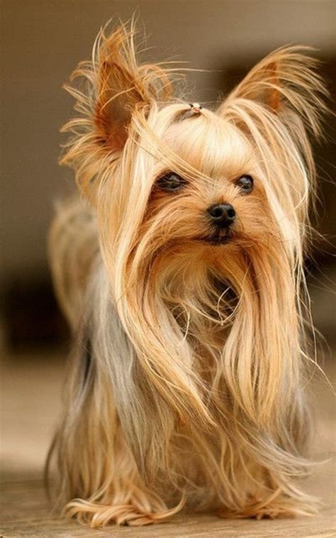 151 Extremely Cute Yorkie Haircuts For Your Puppy Yorkies Yorkie Puppy