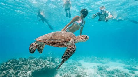 Swim With Turtles In Waikiki Honolulu Project Expedition
