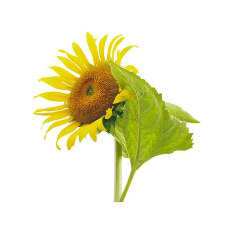 Transparent Layer Png Picture Fresh Sunflower Png Transparent Layer