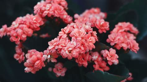 We have now placed twitpic in an archived state. Download wallpaper 2048x1152 flowers, pink, bloom, bush ...