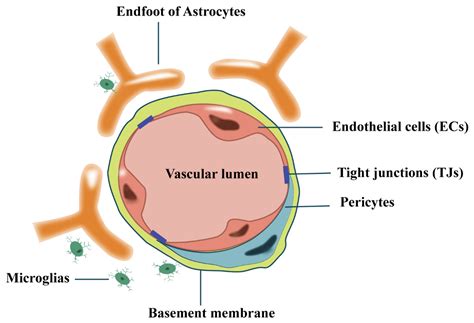 Cimb Free Full Text The Crosstalk Between The Bloodbrain Barrier