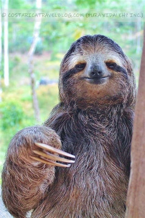 This Three Toed Sloth Stumbled Upon Our Backyard In Costa Rica And