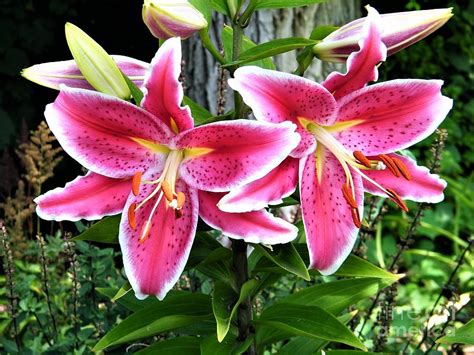 Pink Spotted Asiatic Lily Pair July Indiana Photograph By Rory Cubel