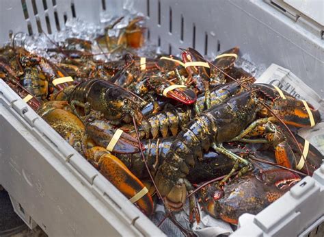 Fishery Officers Seize 8000 Lobsters In New Brunswick Arrest Two Nova